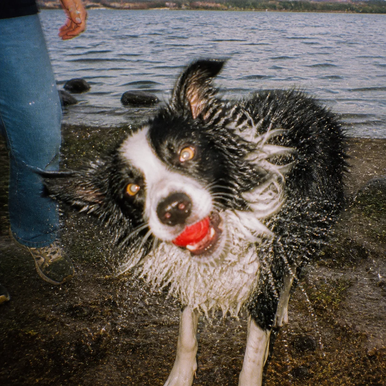 Wet border collie shaking off beside a lake